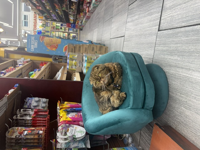 Tiger, a Scottish fold bodega cat, curled asleep in his teal velvet cat sofa in a Williamsburg bodega.