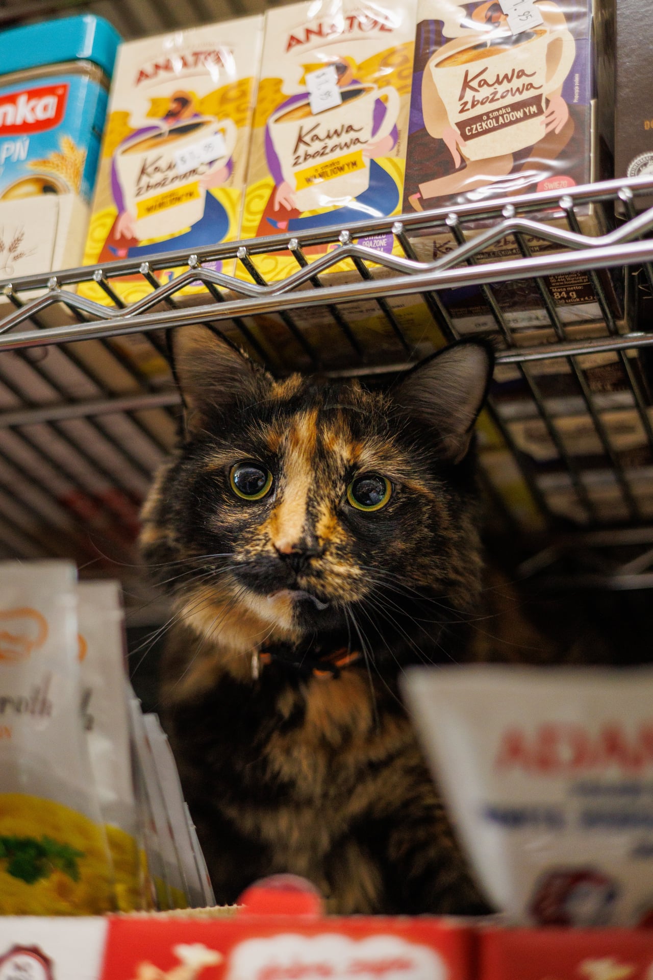Klara looking out from inside a bodega shelf