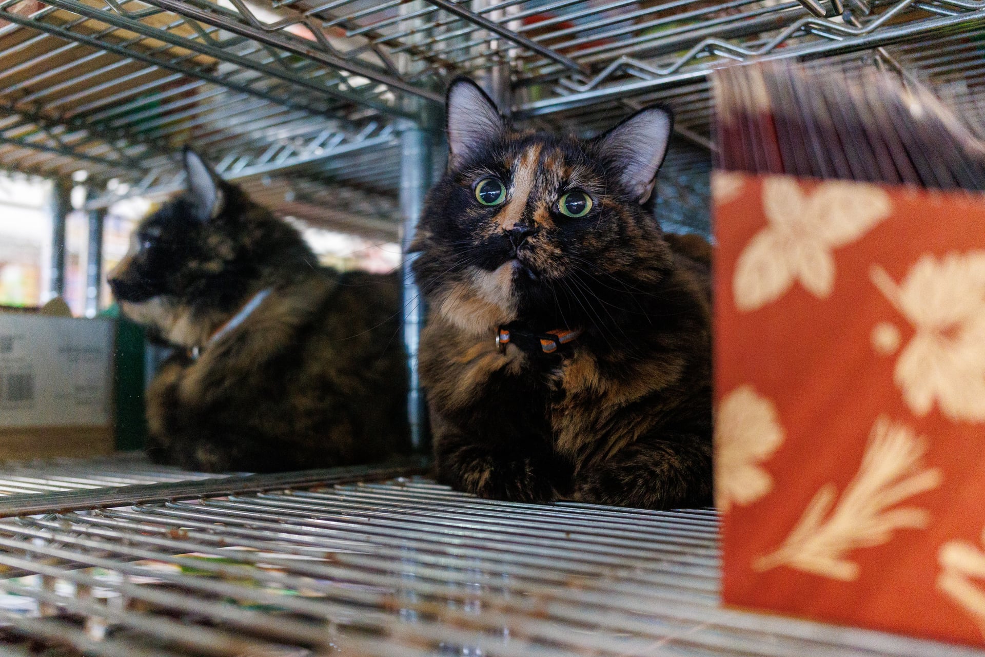 Klara sitting inside a bodega shelf beside her reflection