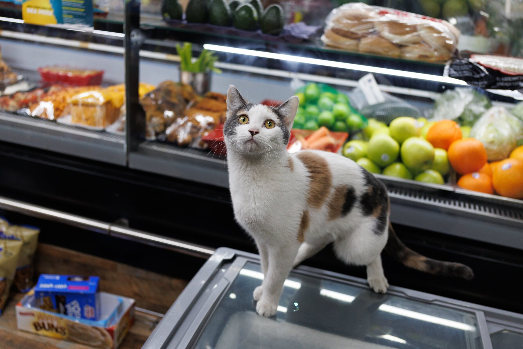 Nancy standing on a cooler inside the bodega