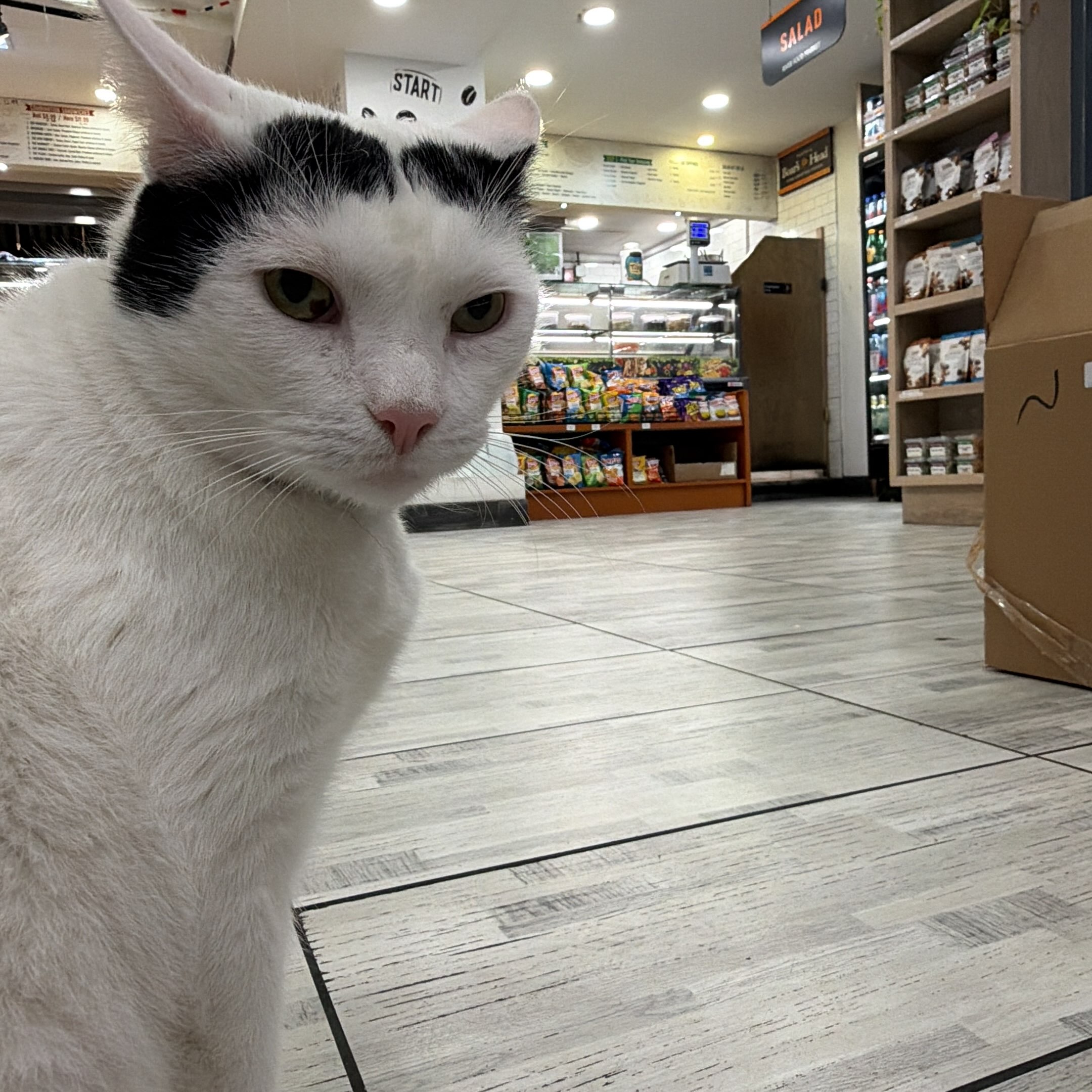 Oreo: The Actual Manager