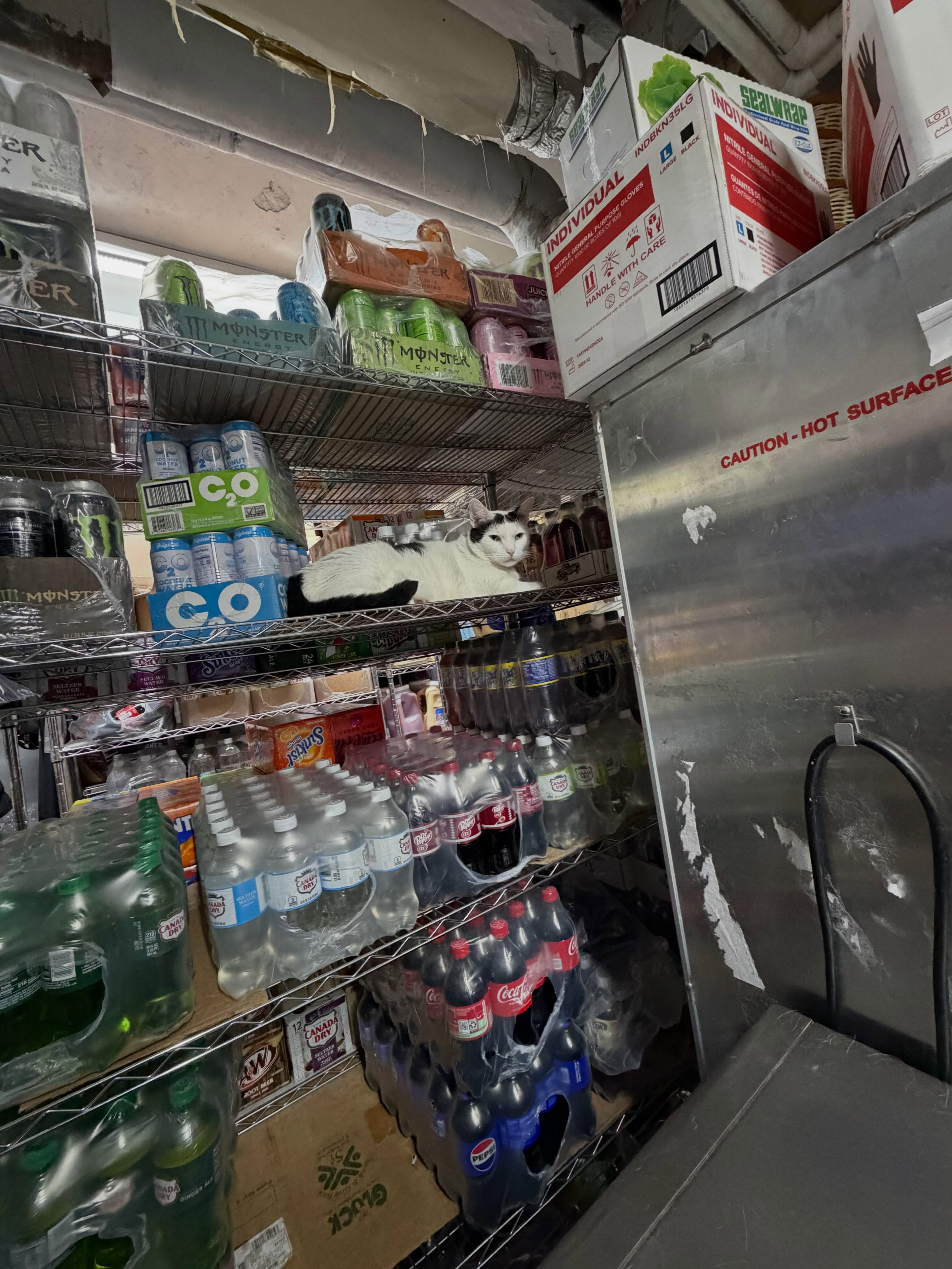 Oreo resting on a drink shelf inside River Food Market