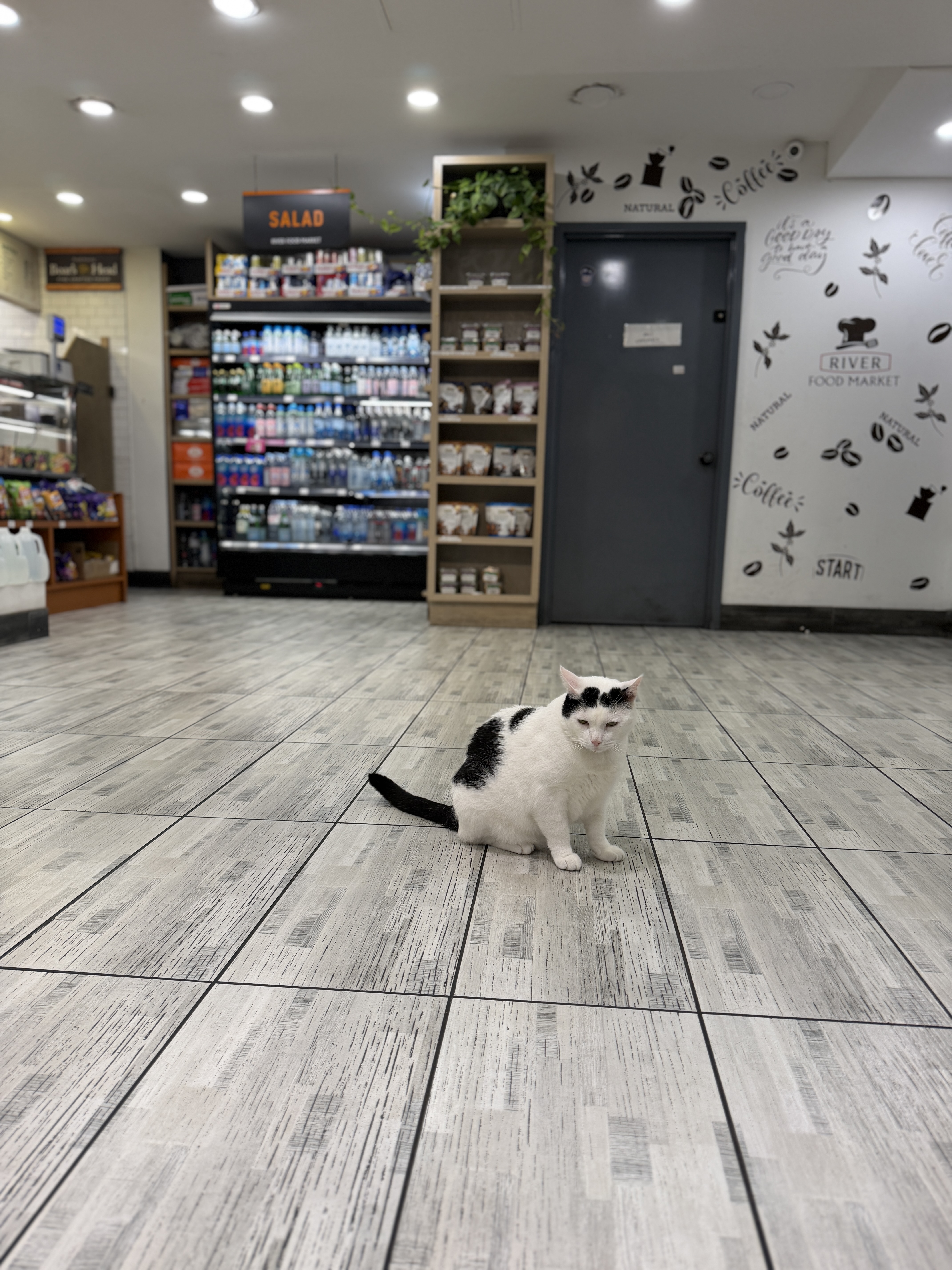 Oreo sitting on the shop floor inside River Food Market
