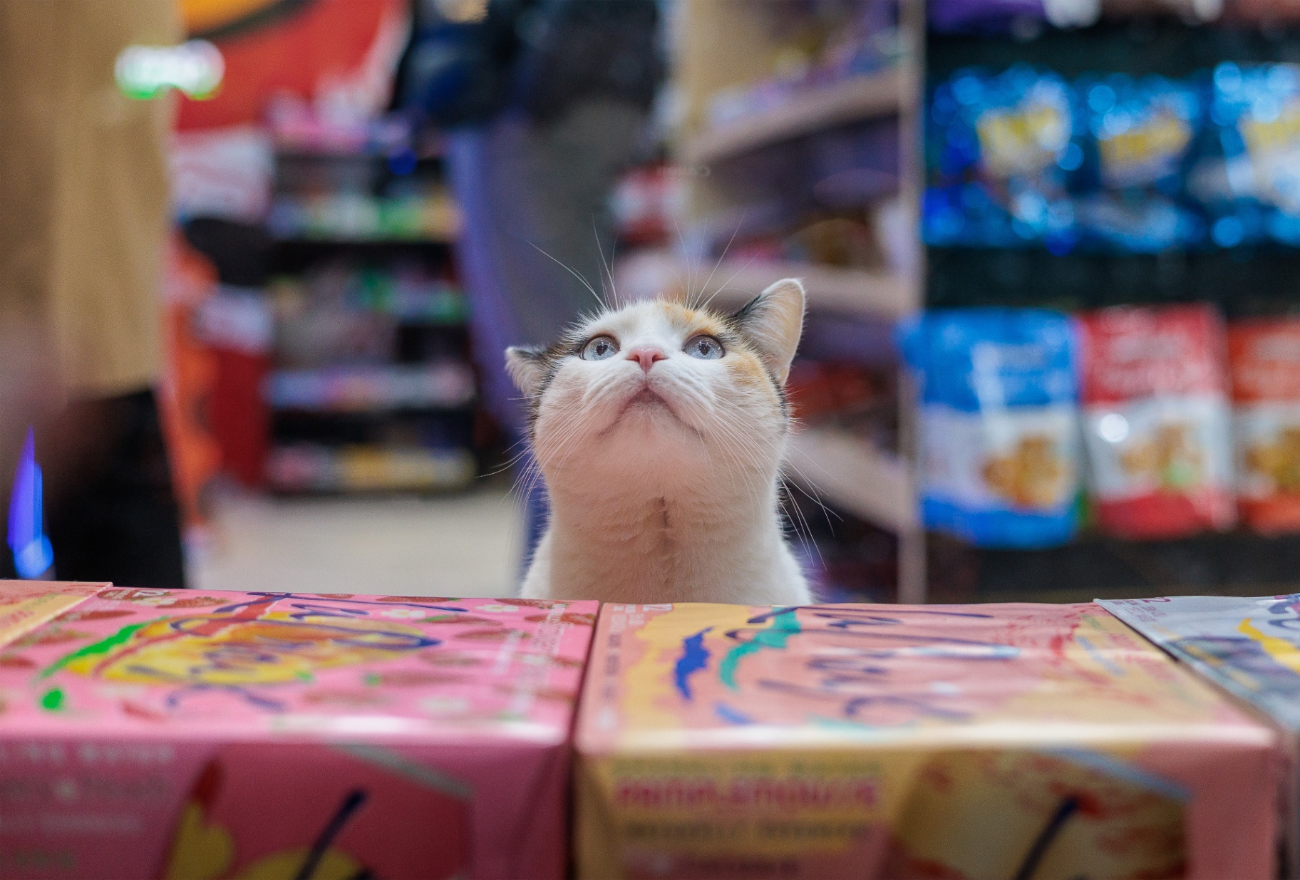 A calico cat peering over a bodega counter stacked with snack boxes