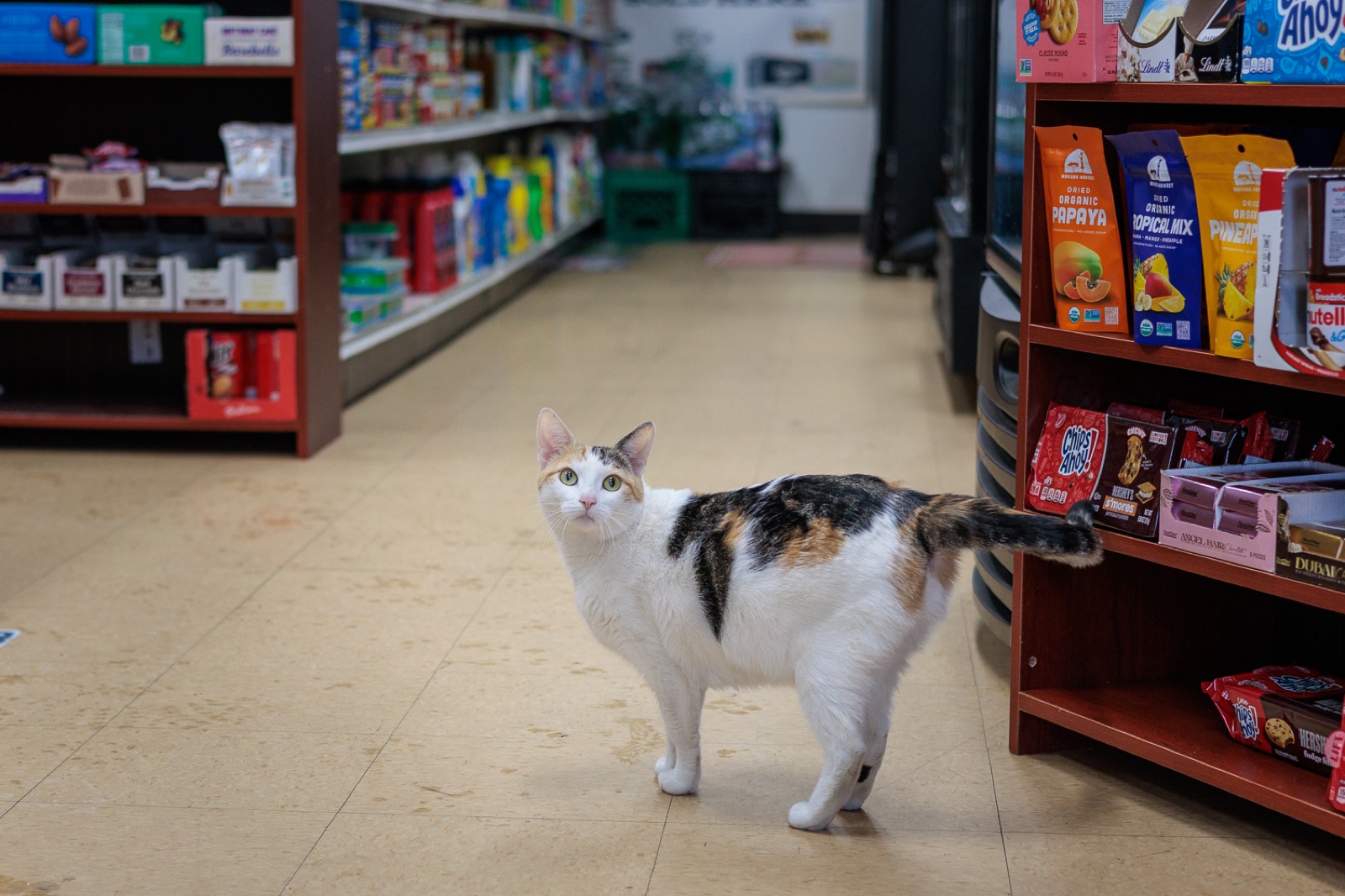Mimi, a calico bodega cat, standing in the aisle of a Carroll Gardens bodega and looking at the camera