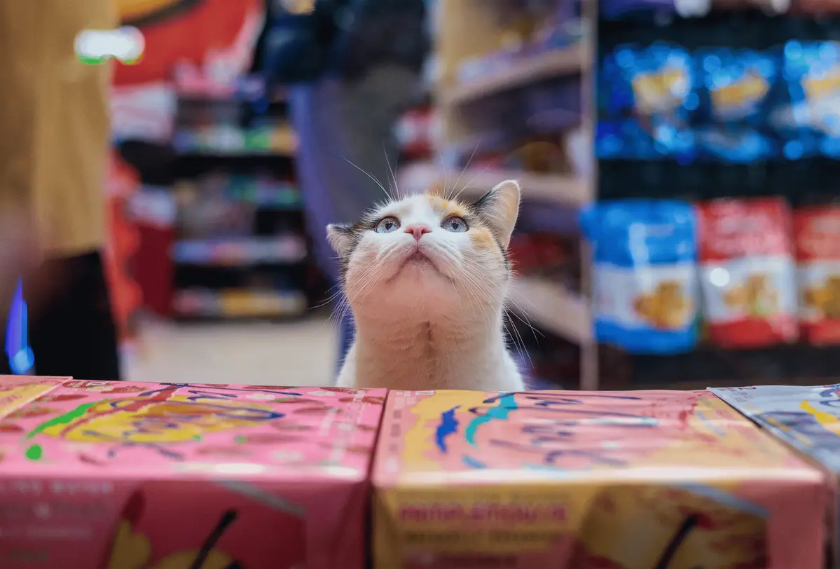 A calico cat peering over a bodega counter stacked with snack boxes