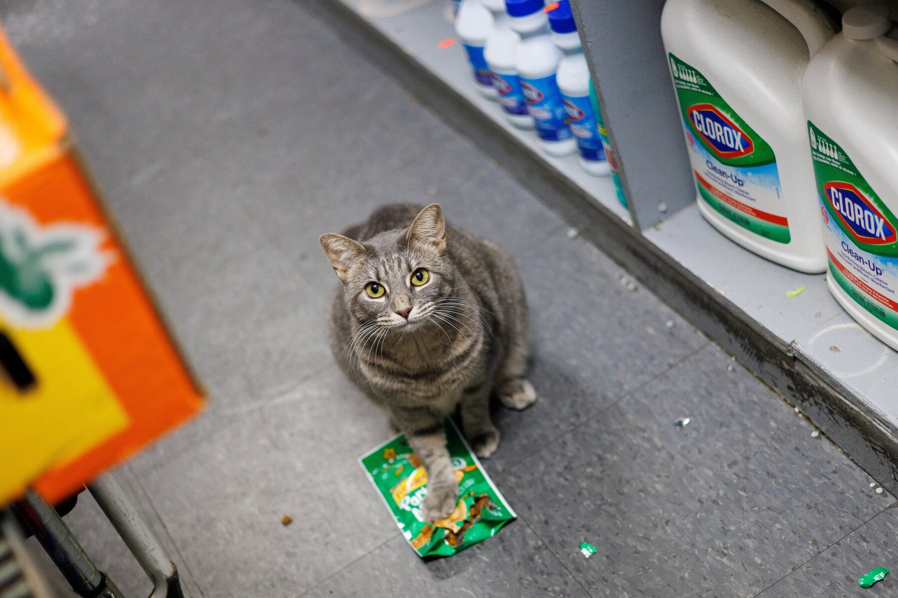 Ashley the gray tabby bodega cat sitting in a bodega aisle and looking up