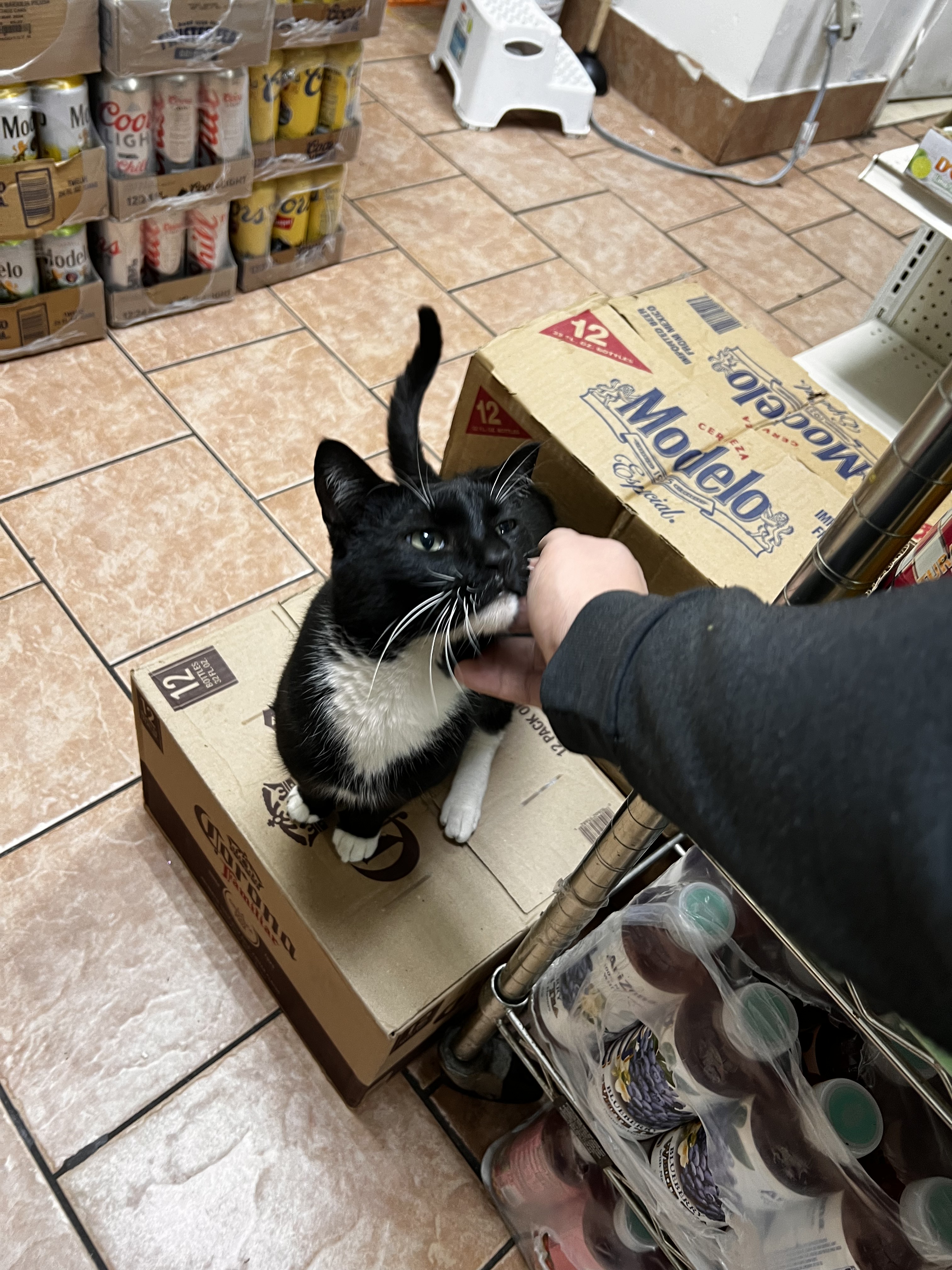 Luna: The Reason This Project Exists