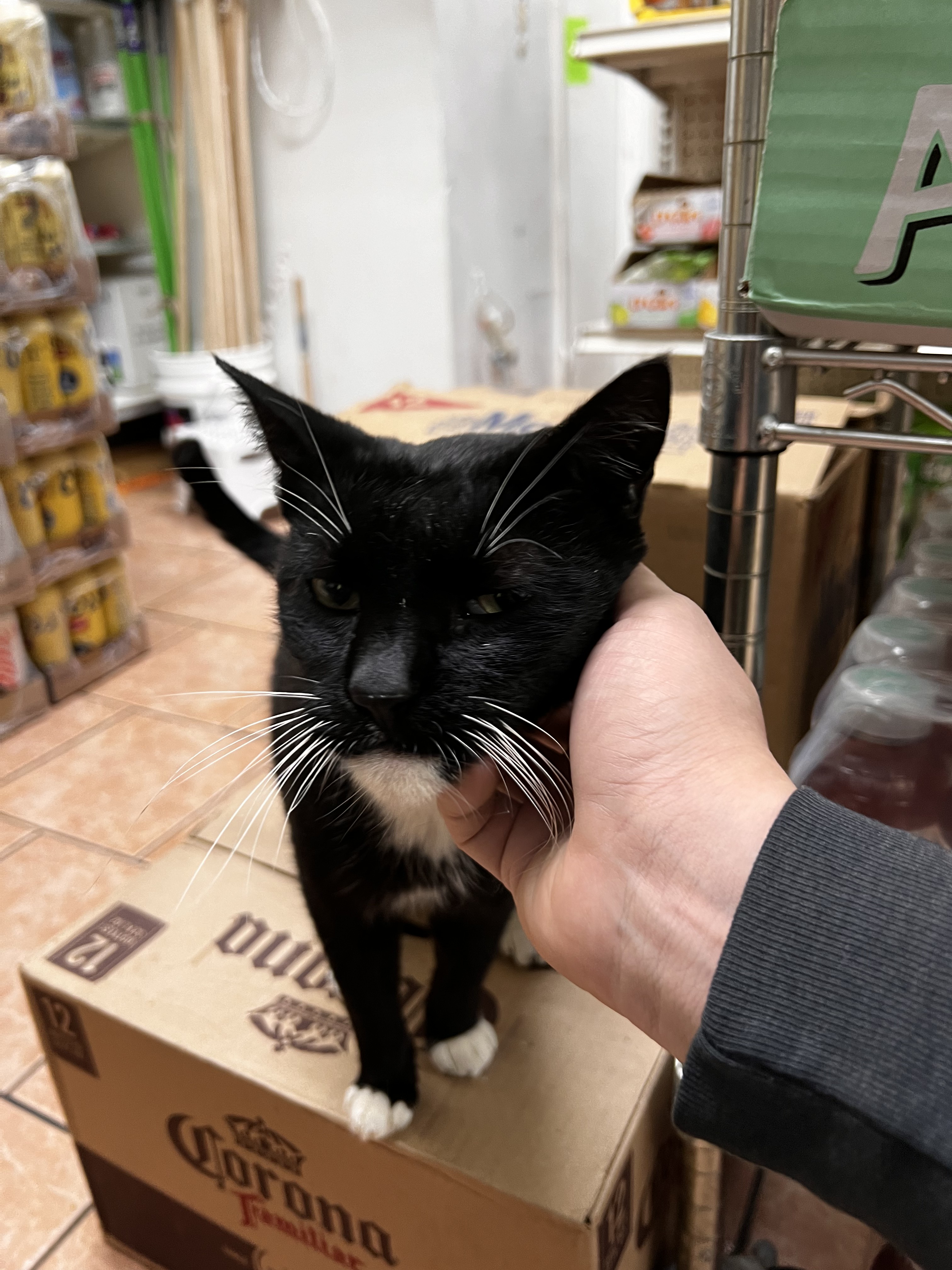 Luna the tuxedo bodega cat watching customers from her spot