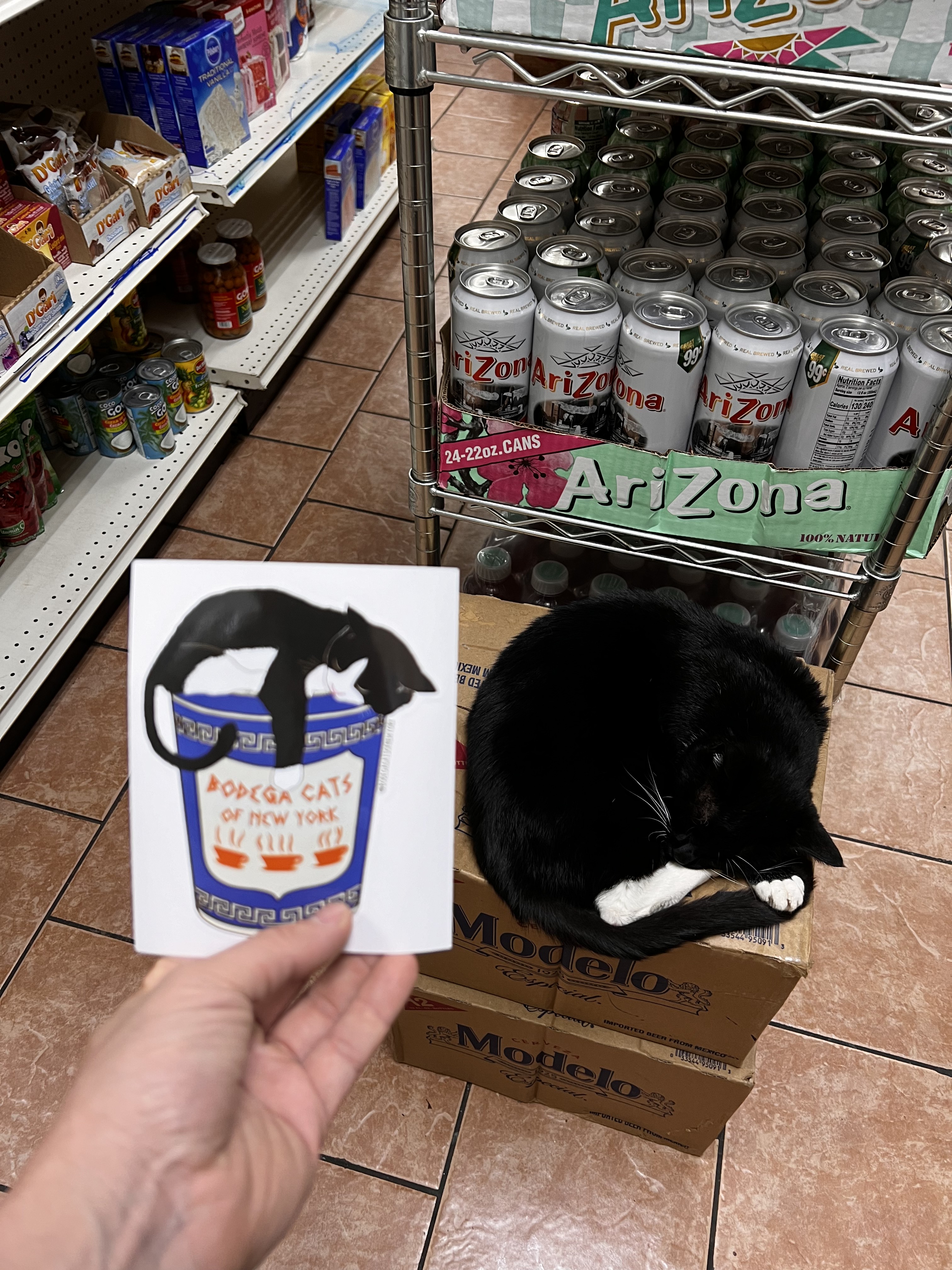 Luna the tuxedo bodega cat in her Fort Greene store