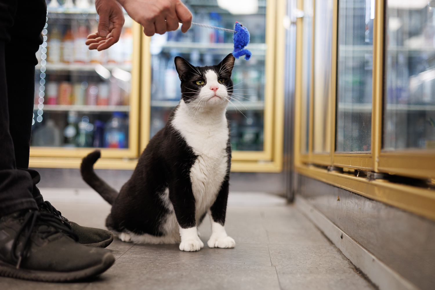 Oreo the bodega cat sitting by the fridges watching a toy being dangled