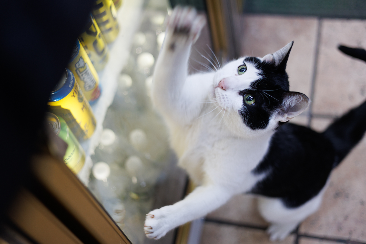 Prince reaching toward the cooler in his SoHo bodega