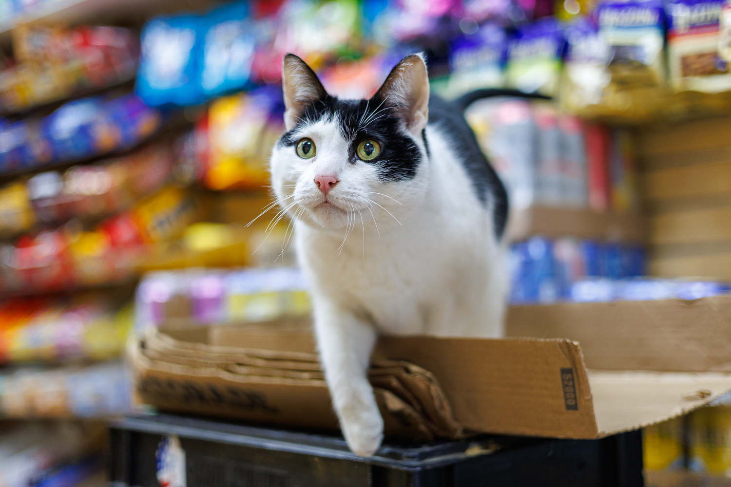 Prince perched on a box in his SoHo bodega
