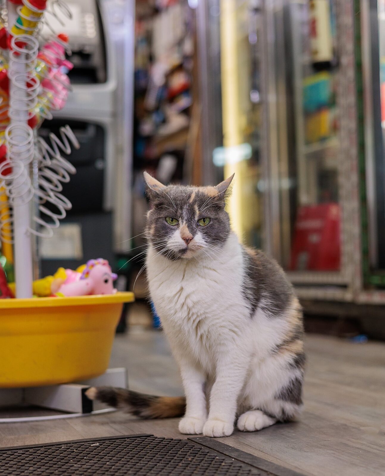 Francesca the bodega cat resting inside a Williamsburg store