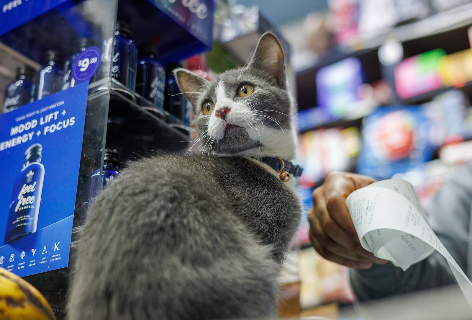 Stella the bodega cat photographed inside her store