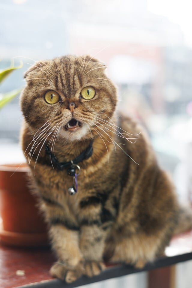Tiger, a Scottish fold bodega cat in Williamsburg, Brooklyn