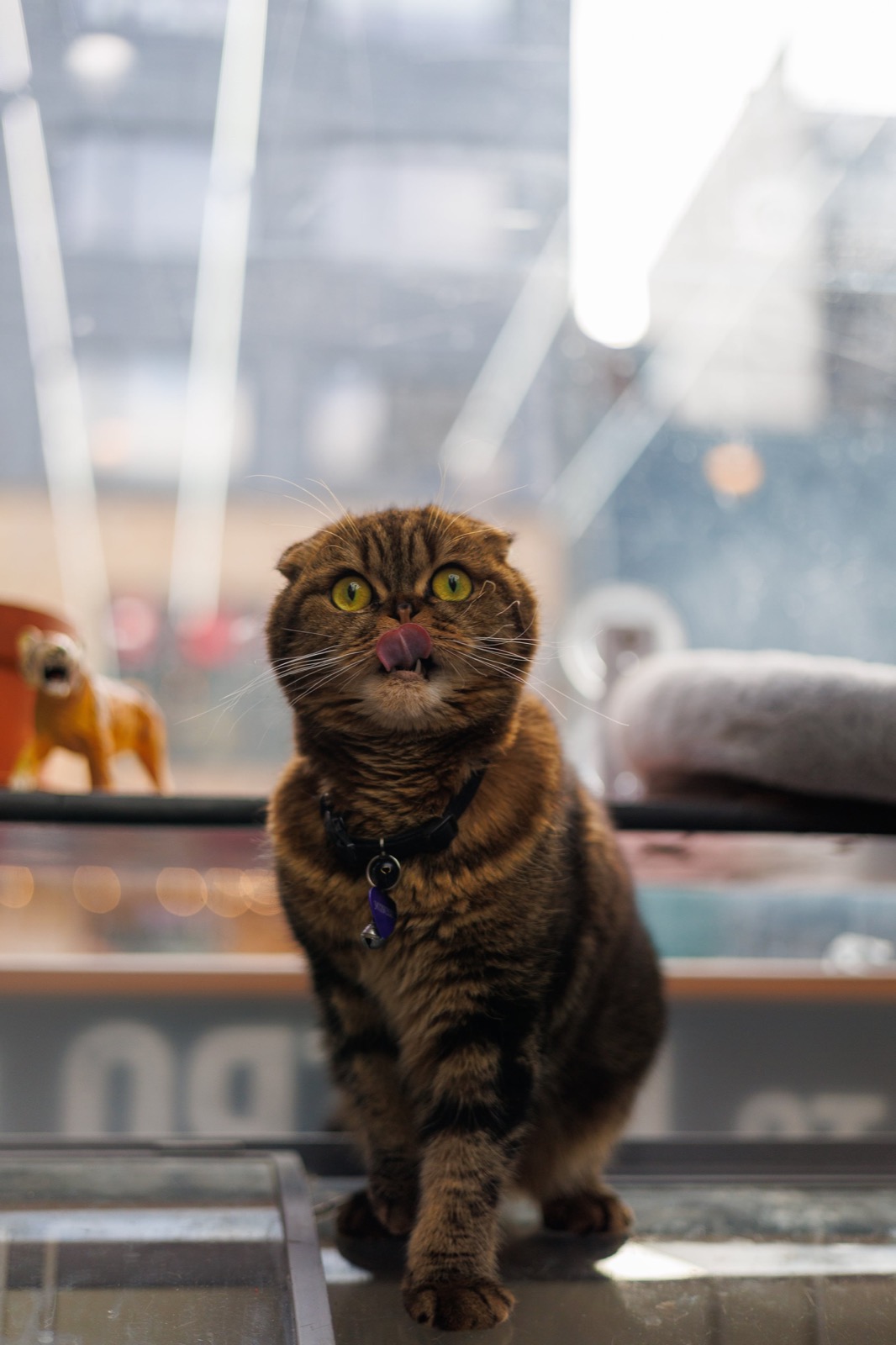 Tiger sitting in front of his window ledge with a small tiger figurine behind him