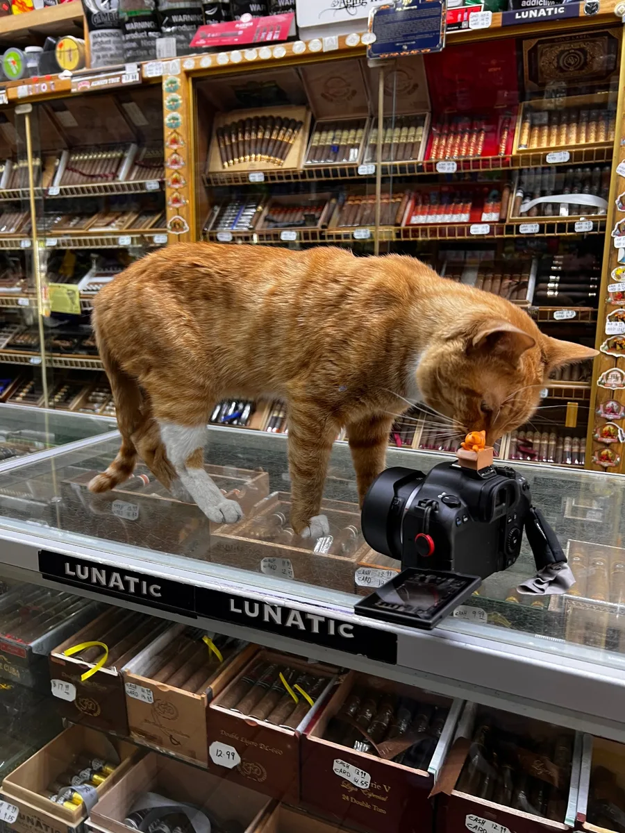 Bodega cat story
