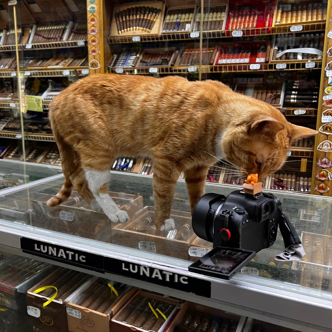 Tabby cat sitting on bodega doormat