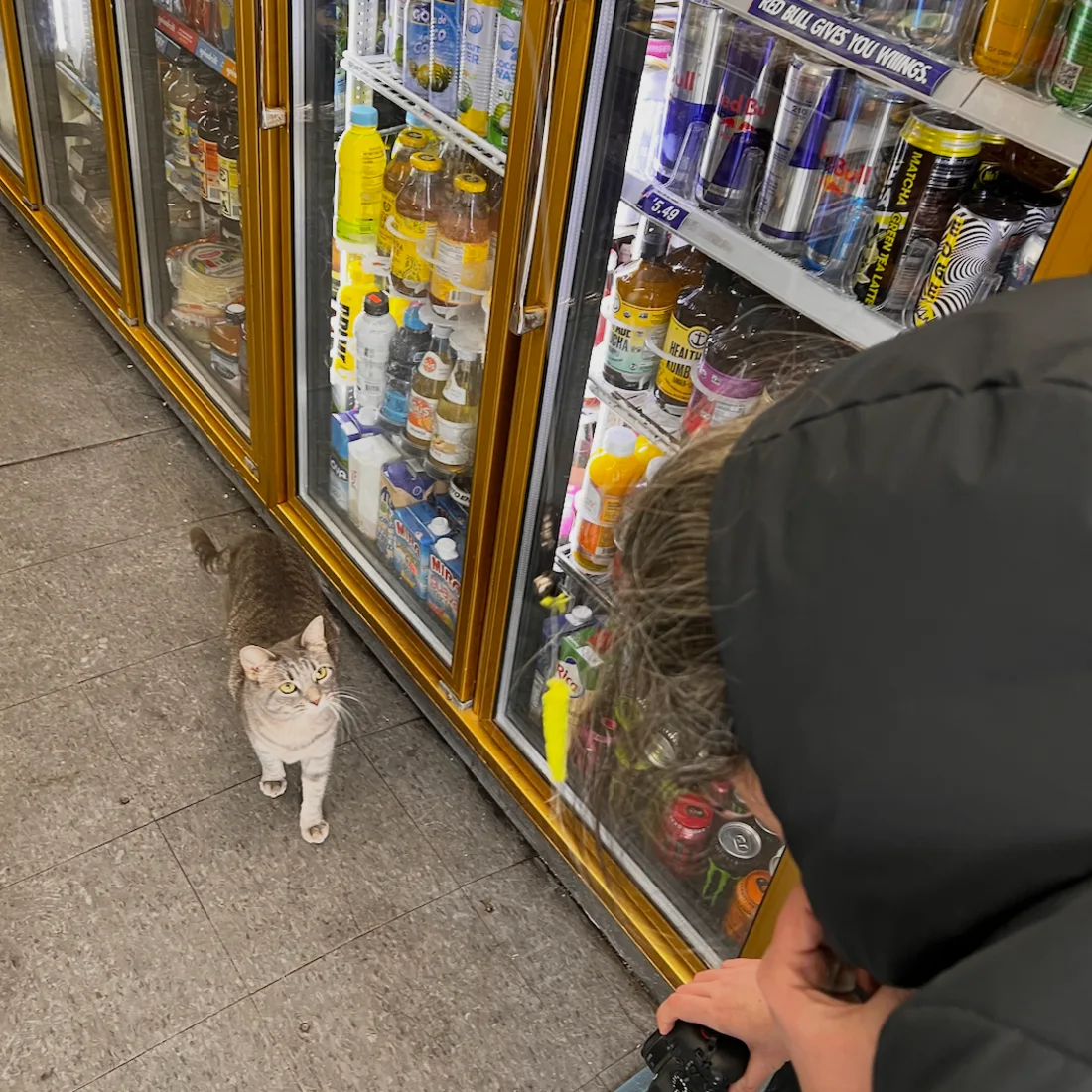 Dan Rimada petting black cat in bodega aisle