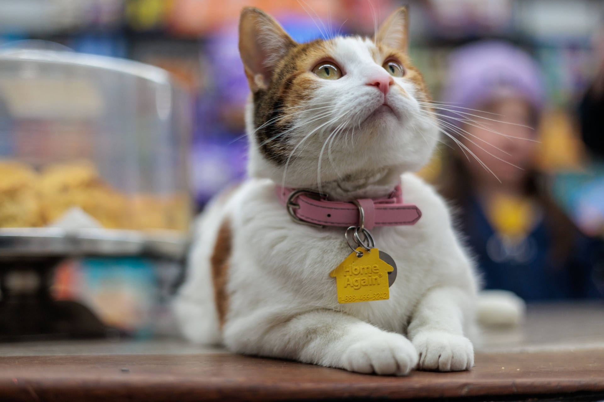 Gracie at Myers of Keswick