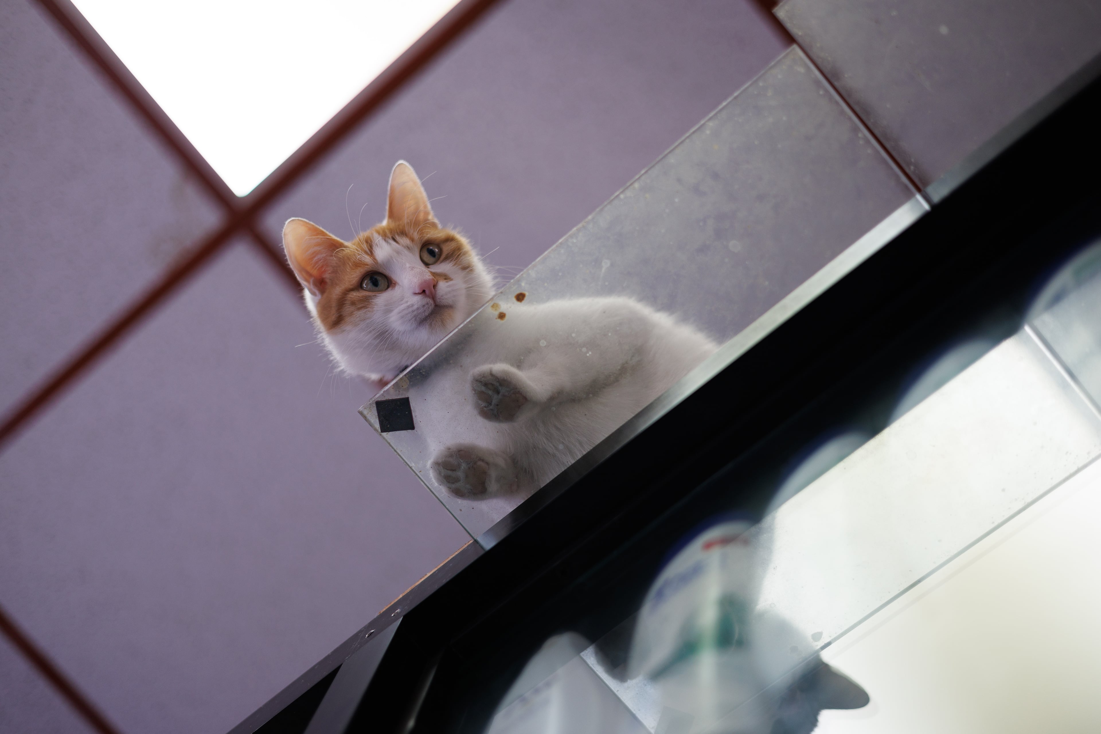 Ice Spice the bodega cat at her Brooklyn shop