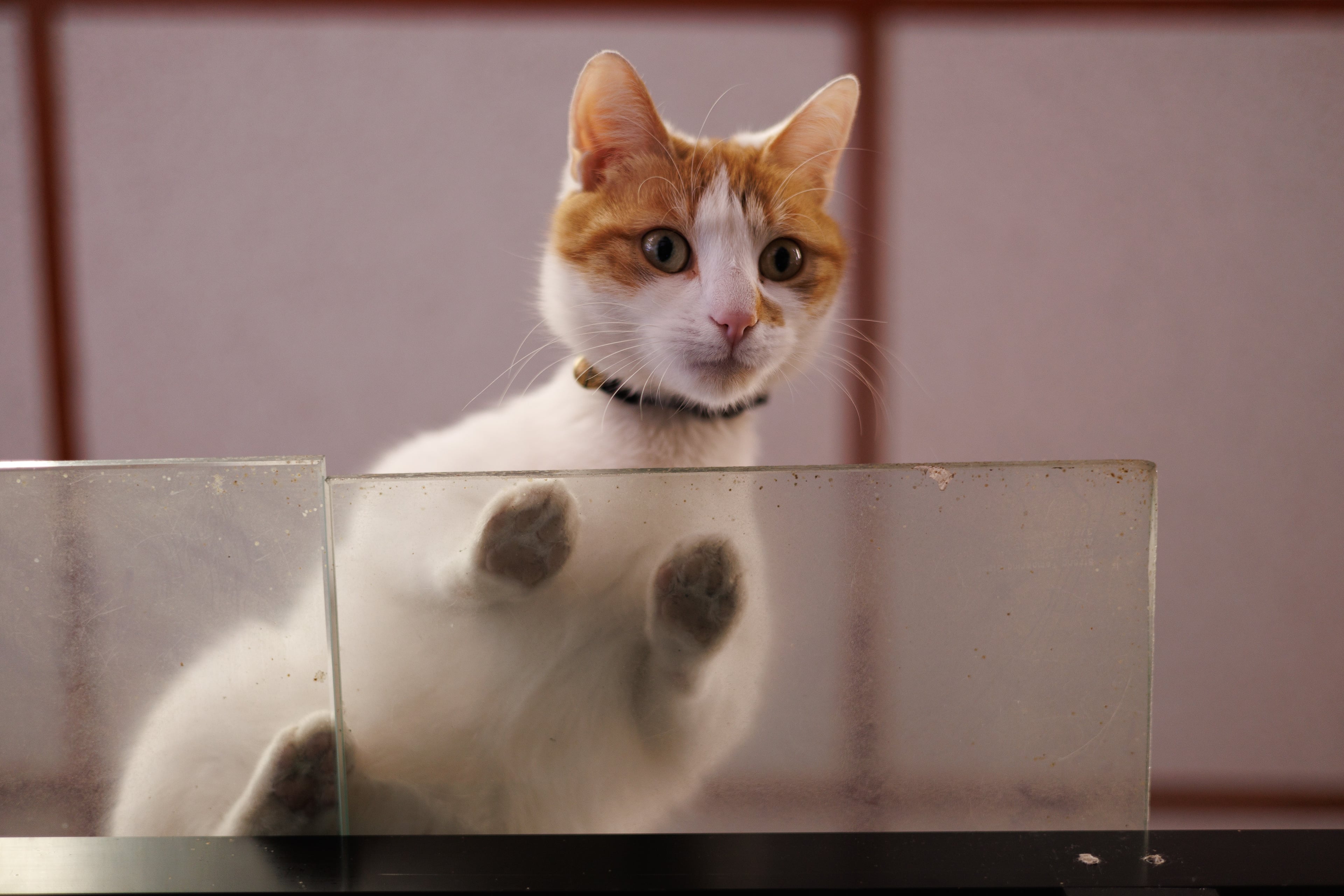 Ice Spice the bodega cat