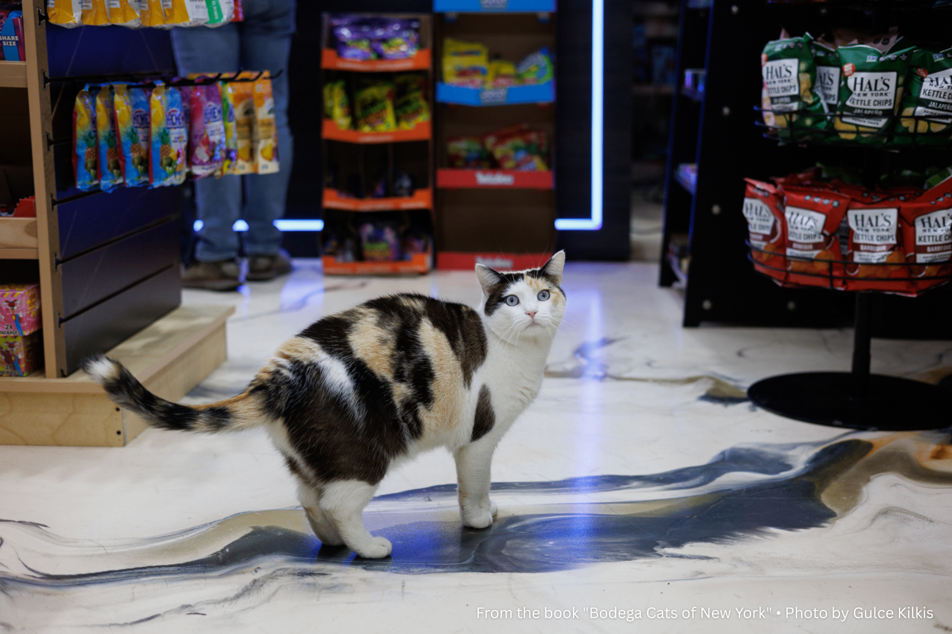 Layla: The Floor Matches the Cat