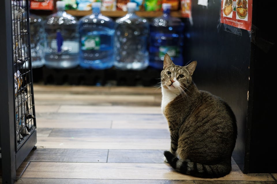 Manny the bodega cat watching the sidewalk