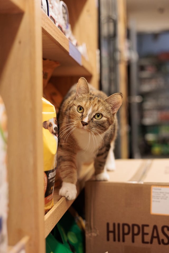 Michu watching the front of the bodega