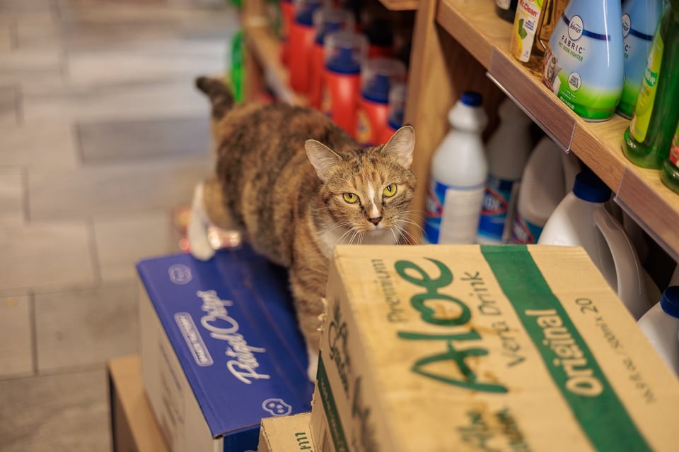 Michu settled low in the store after making her rules clear
