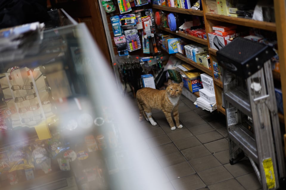 Omish: The Cat Who Proved It Would Work