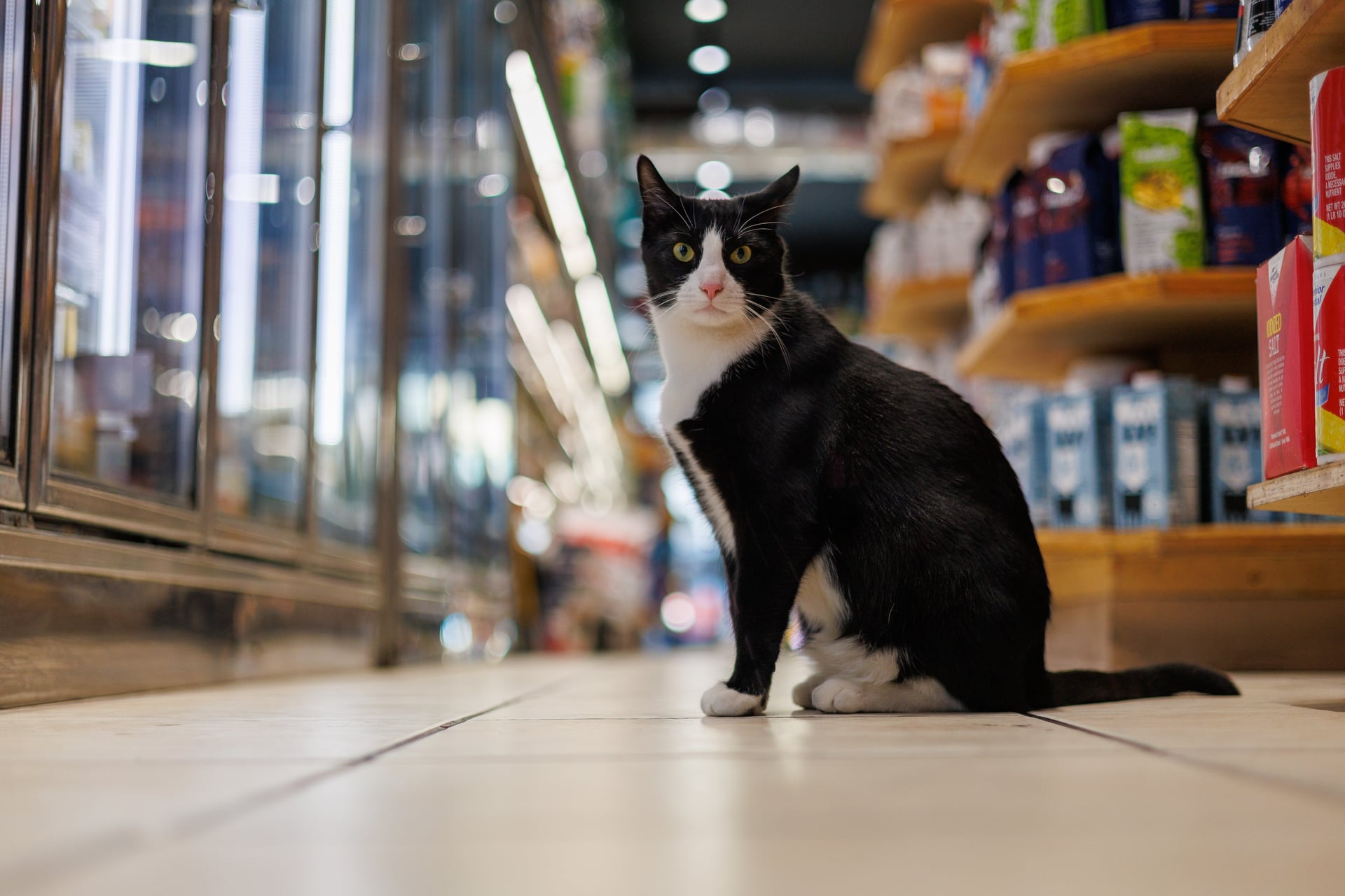 Orange tabby cat lounging on bodega checkout counter