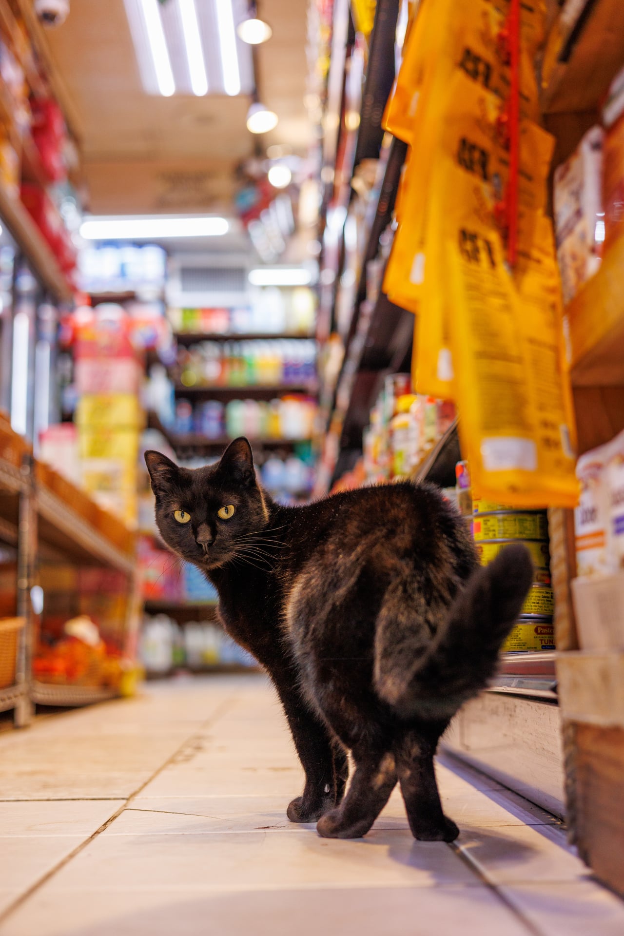 Sleepy bodega cat curled up by register