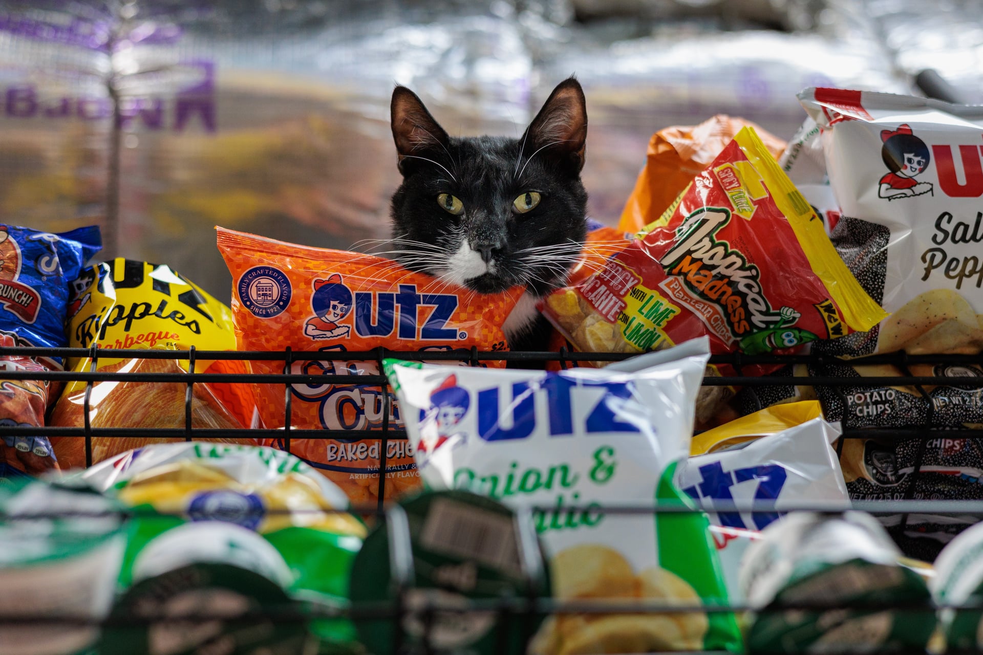 Gray tabby supervising bodega entrance