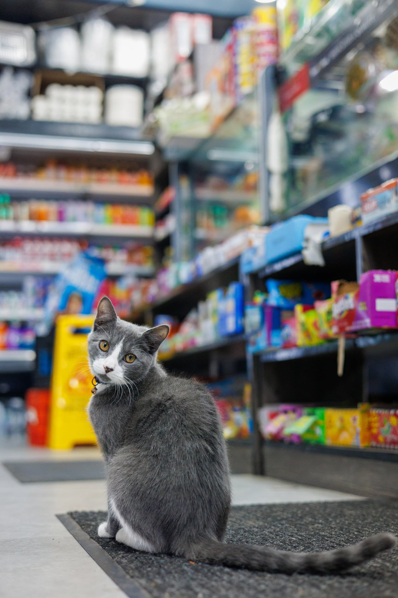 White cat watching customers from shelf