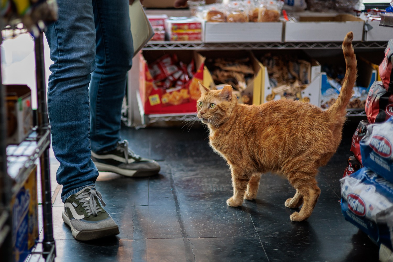 Striped tabby on bodega newspaper stand