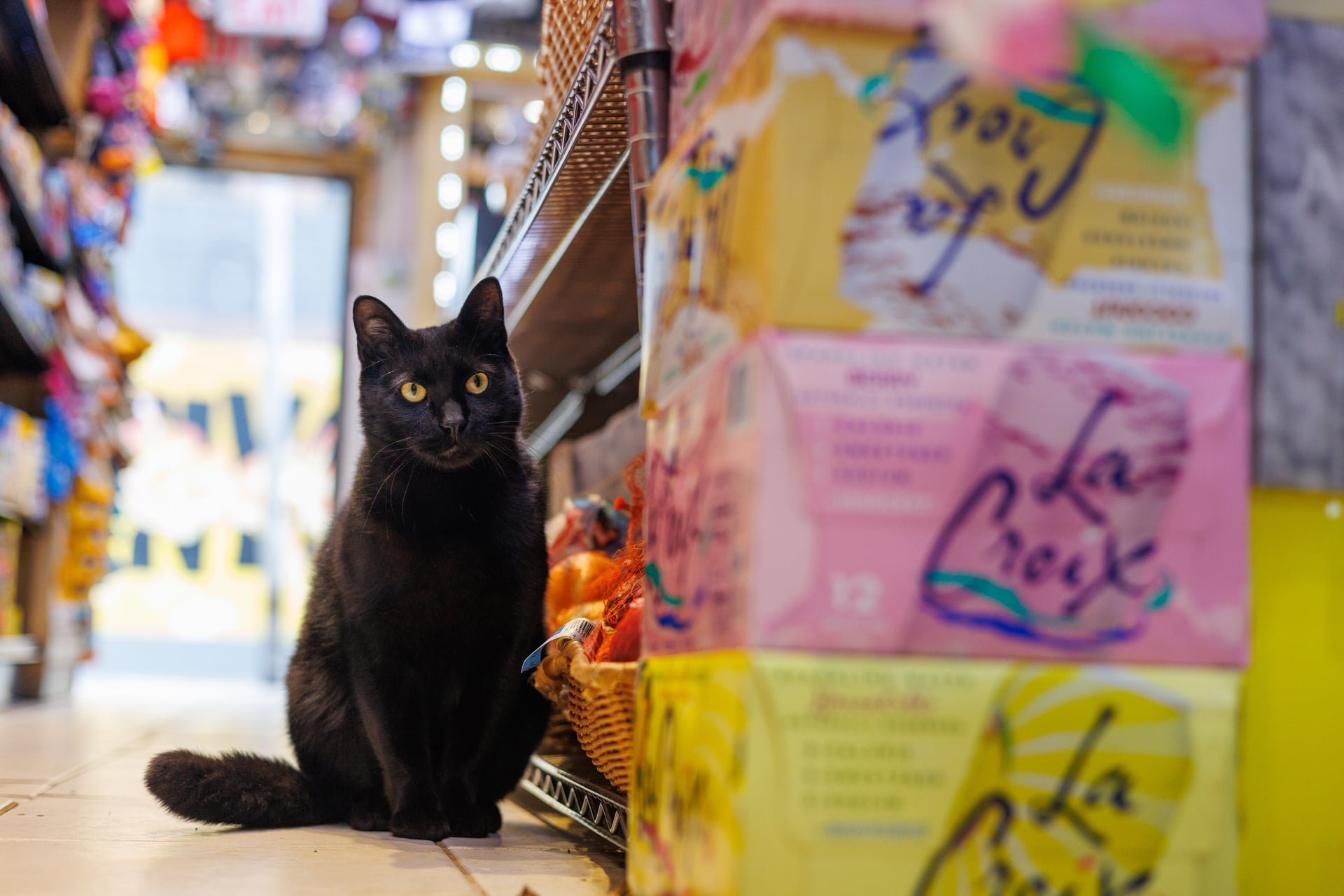 Black and white cat among bodega products