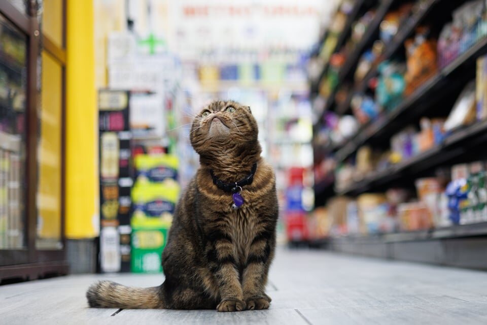 Tiger, a Scottish fold bodega cat, sitting in the aisle of his Williamsburg bodega looking up.