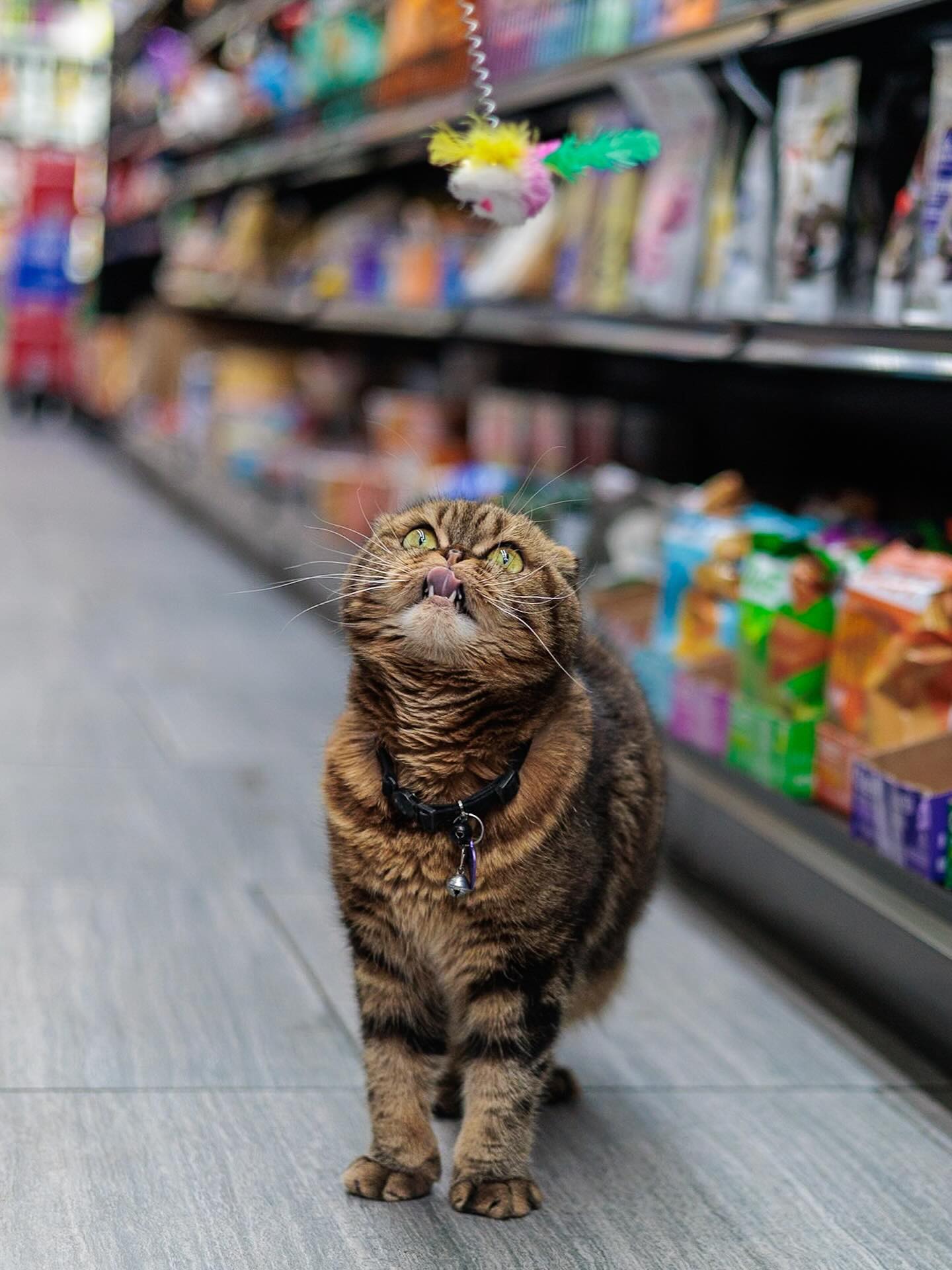 Tiger standing in the pet-food aisle of his Williamsburg bodega, looking up at a feather toy
