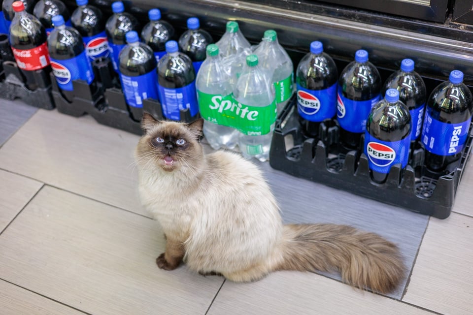 Tony the Himalayan bodega cat