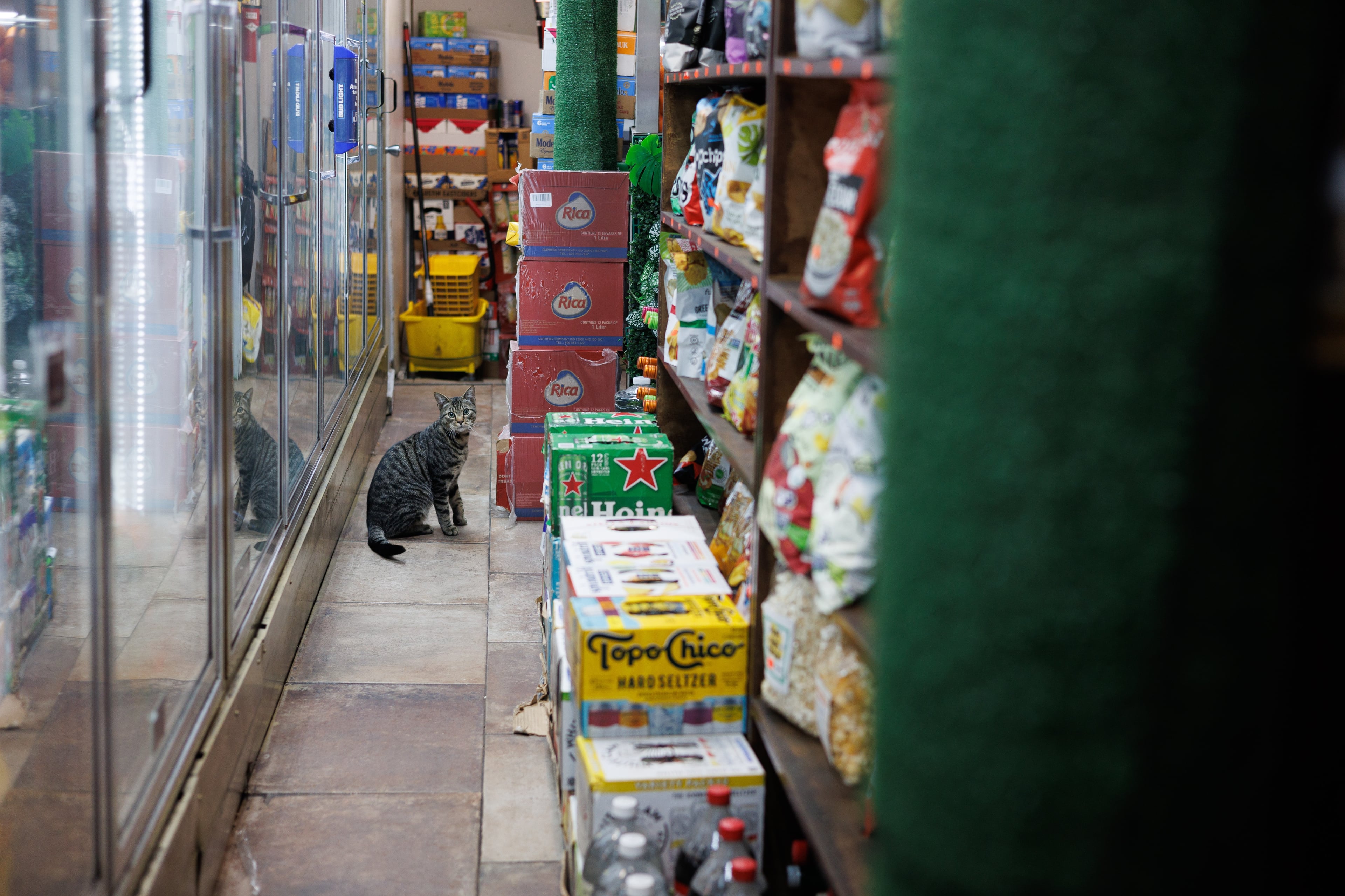 Sofia playing in her Williamsburg bodega