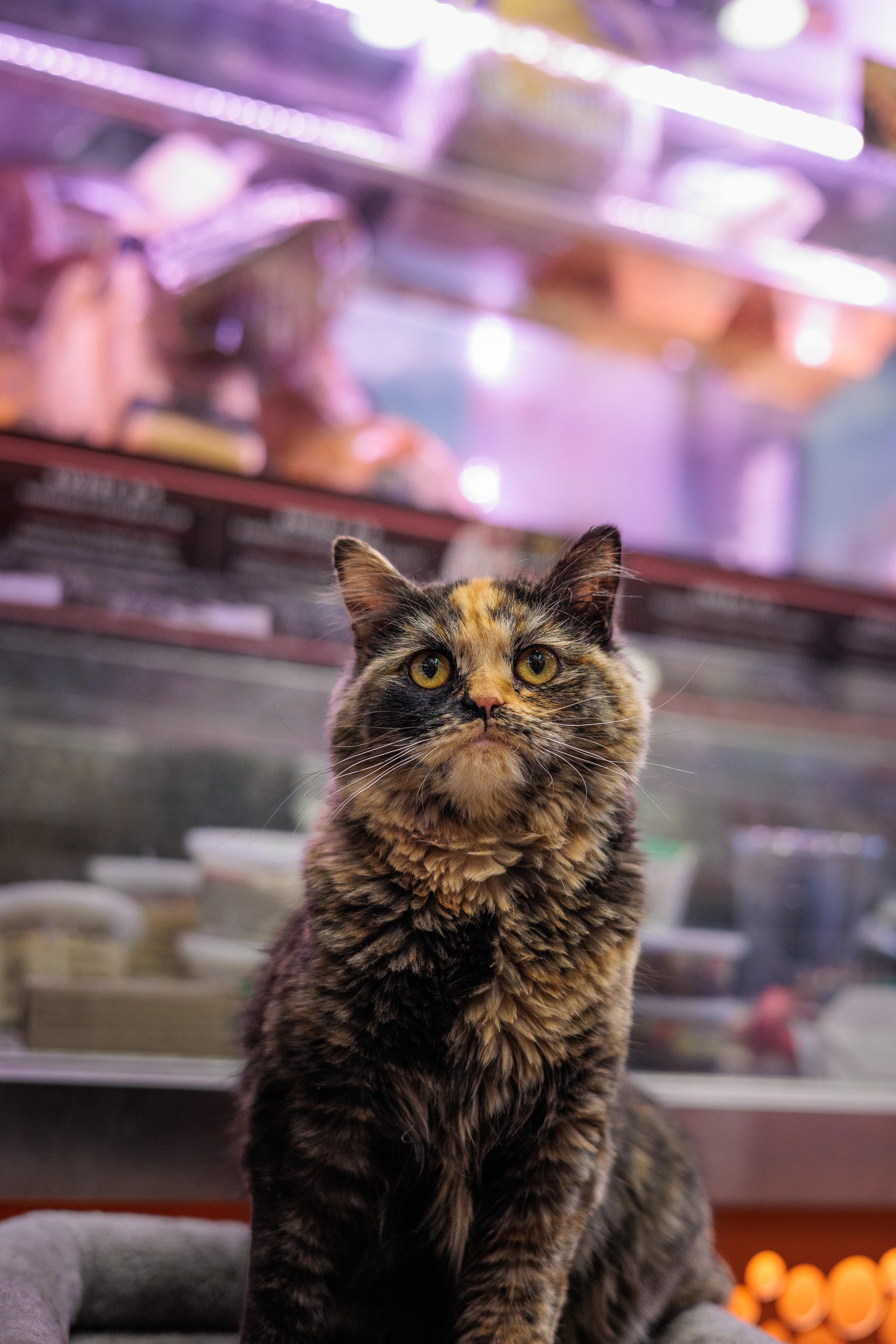 Kiki watching the store from above the ATM in Bushwick