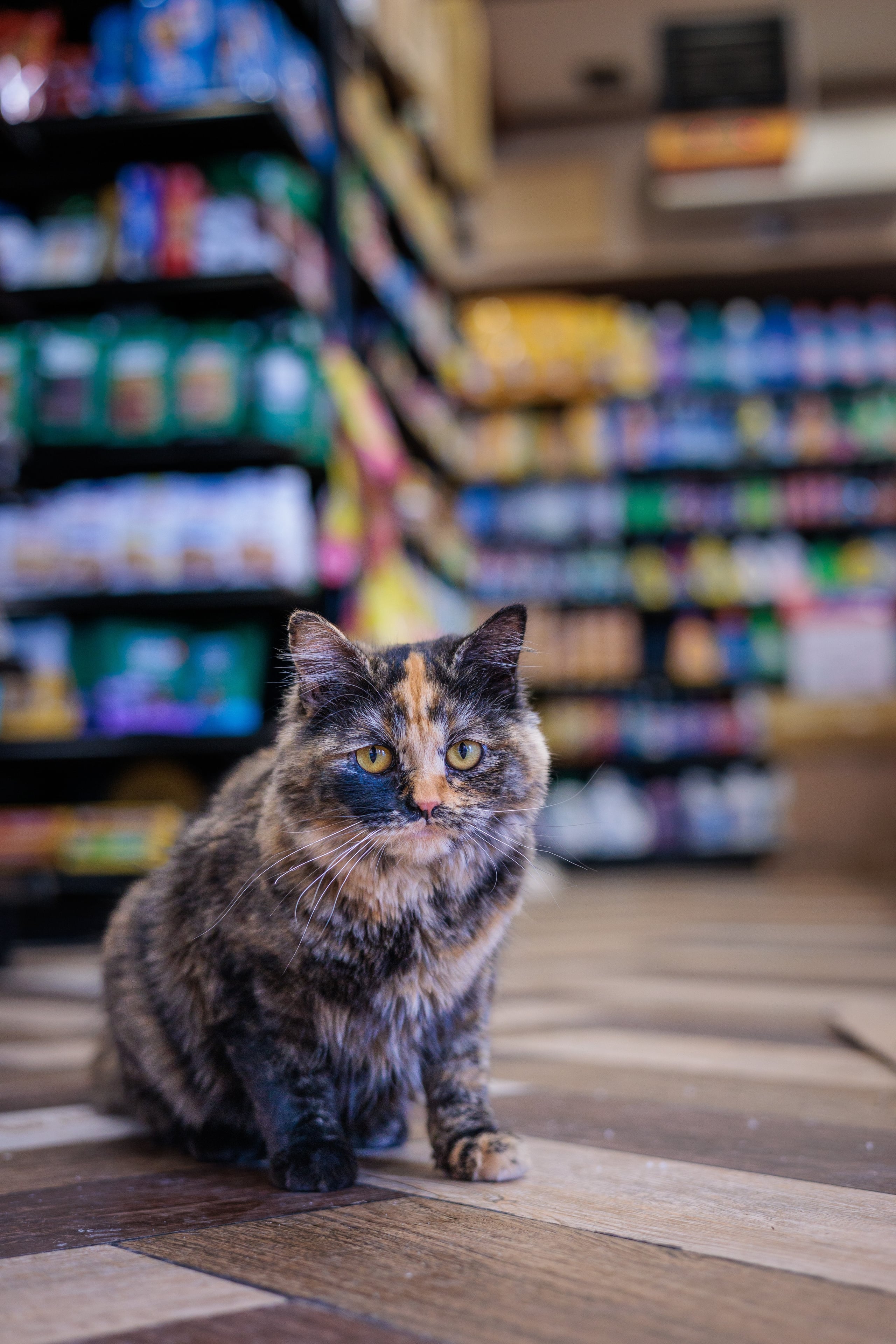 Kiki resting on top of the ATM in her Bushwick store