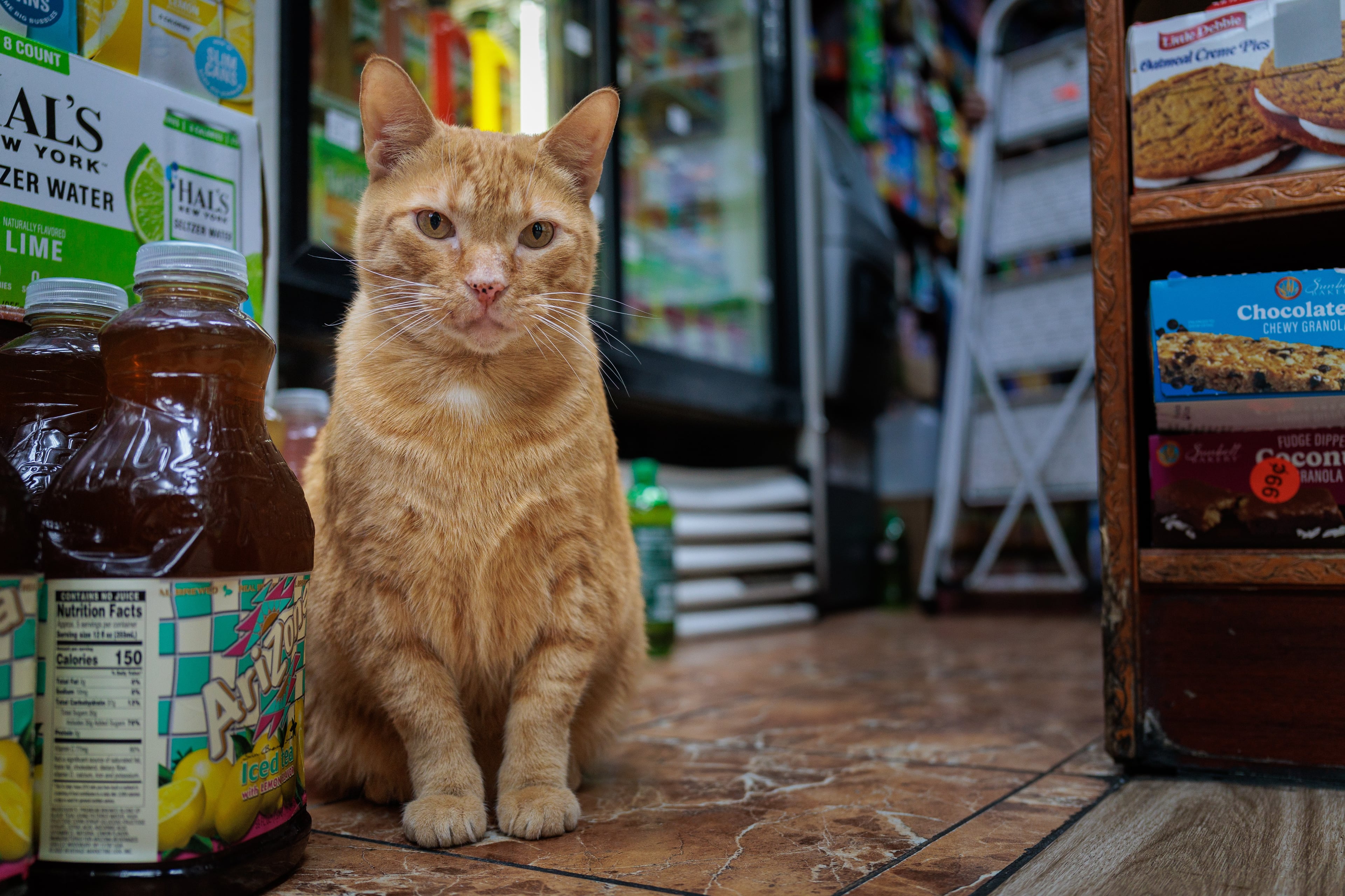 Simba sitting in a Bed-Stuy bodega aisle