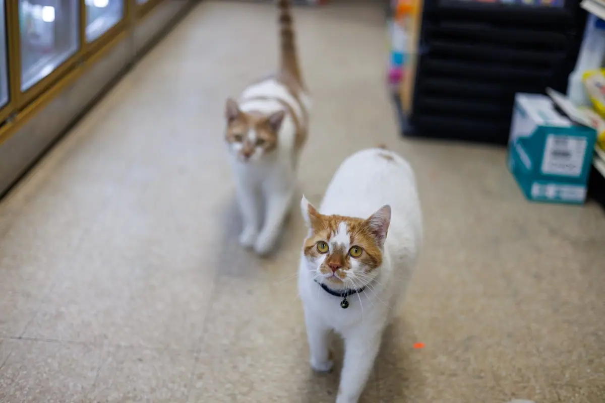 Two orange and white cats walking through a bodega aisle