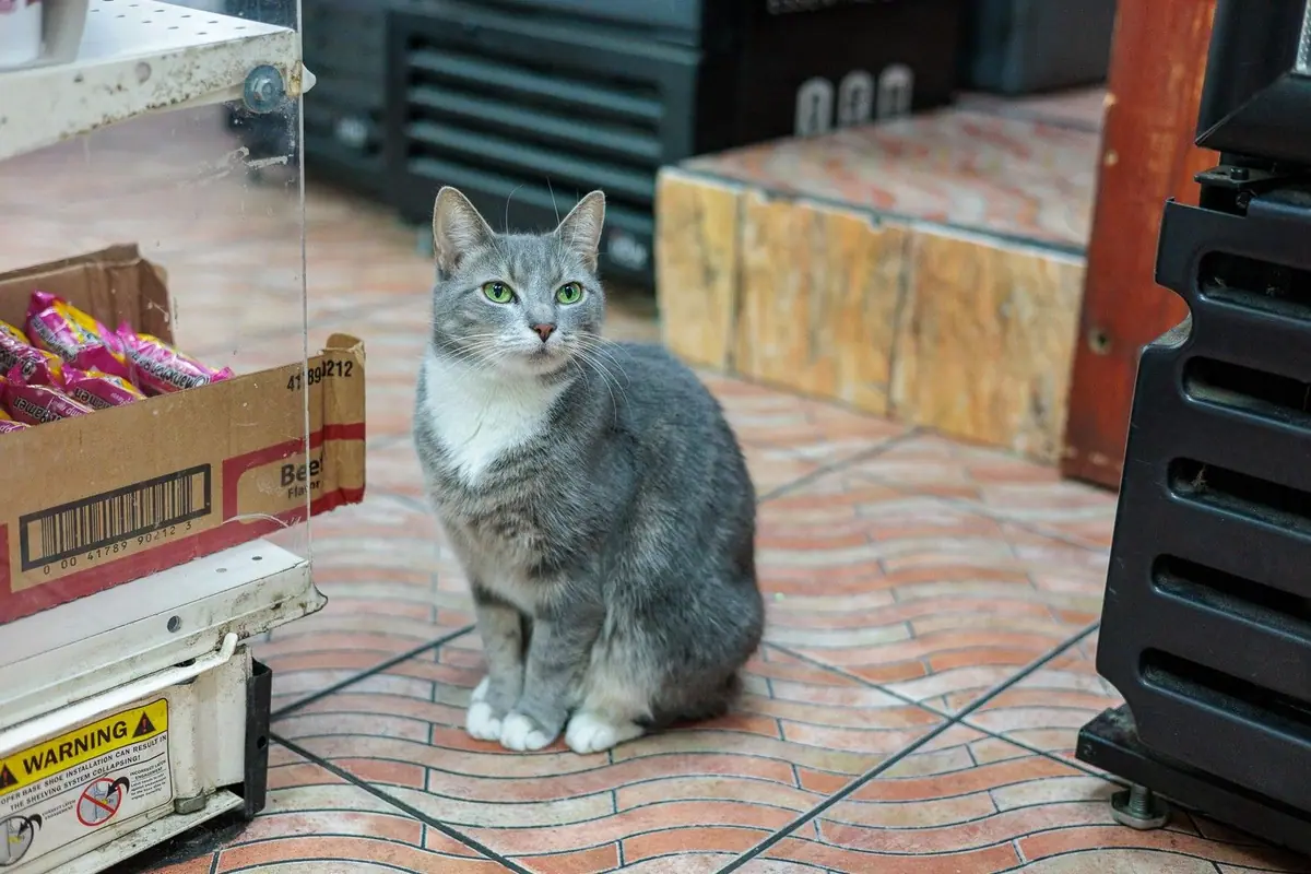 A gray bodega cat standing inside a store