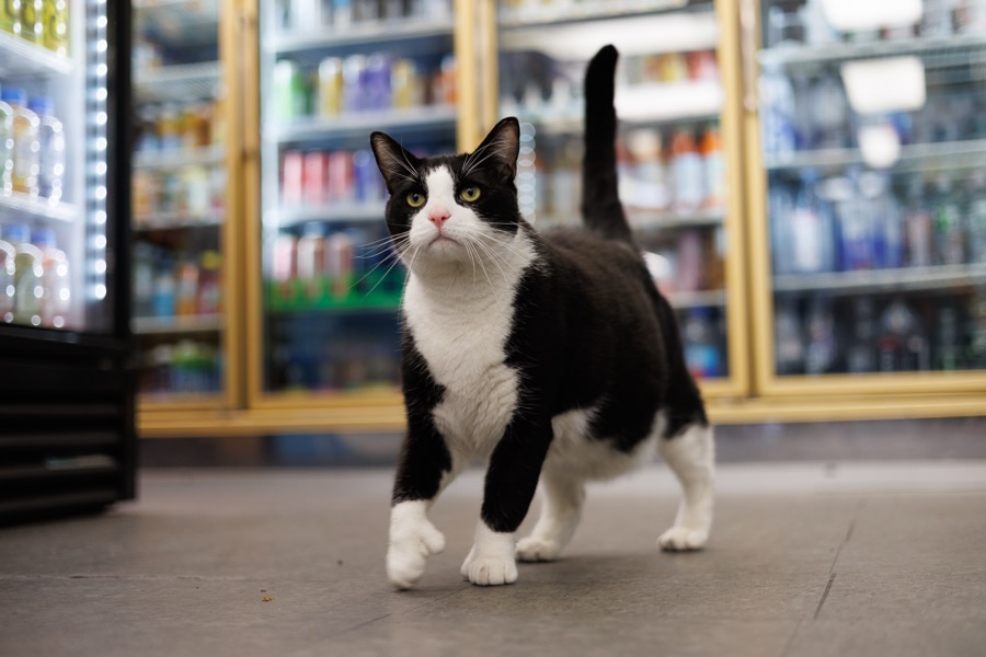 Oreo: The Cat with Thumbs
