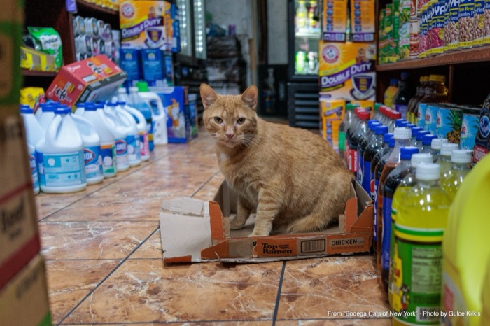 Simba: He Does Not Move for Anyone